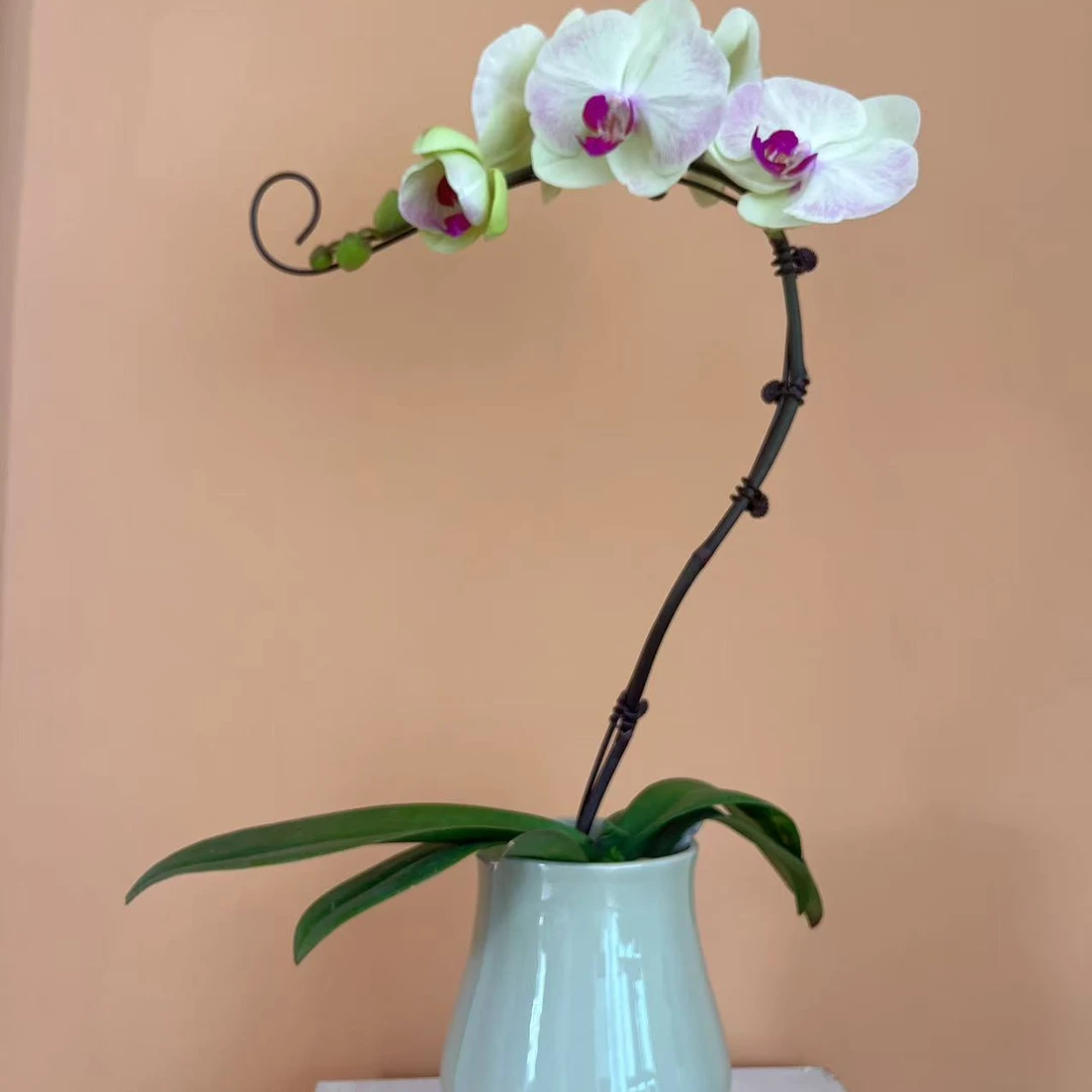 花里兰卡欧品花蝴蝶兰造型盆栽