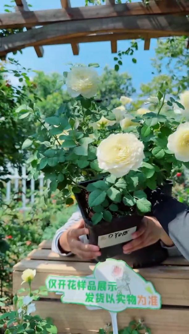 当前无花朵，栽培后可花朵天狼月季 浮光DY018.628