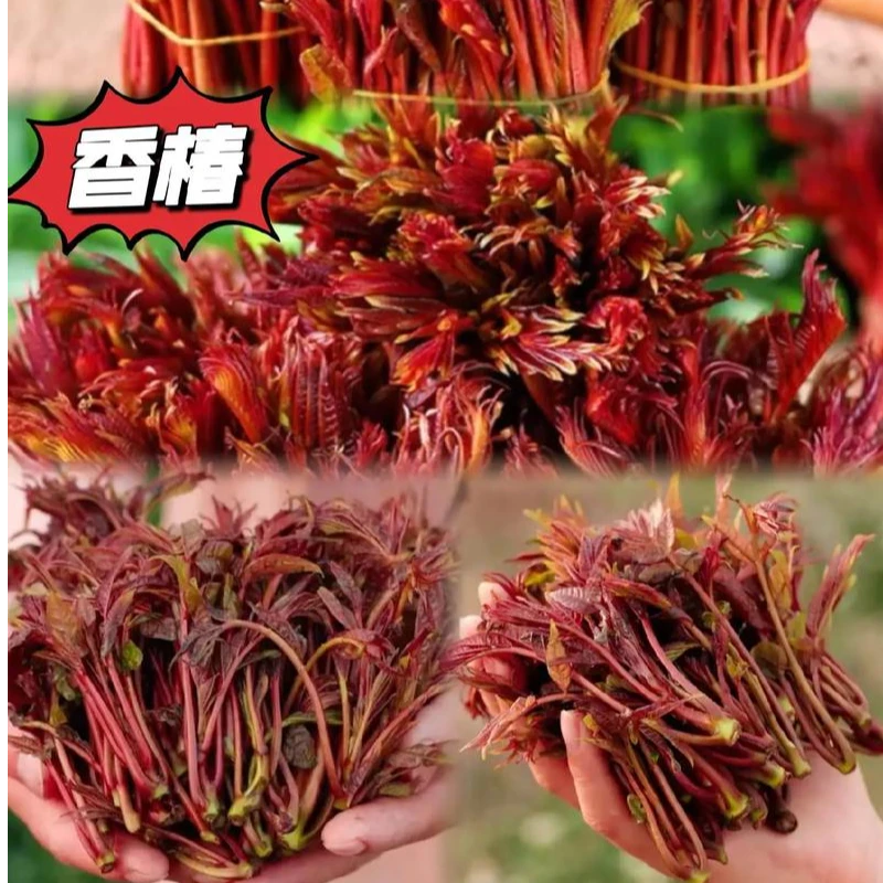 【春菜】香椿芽一份