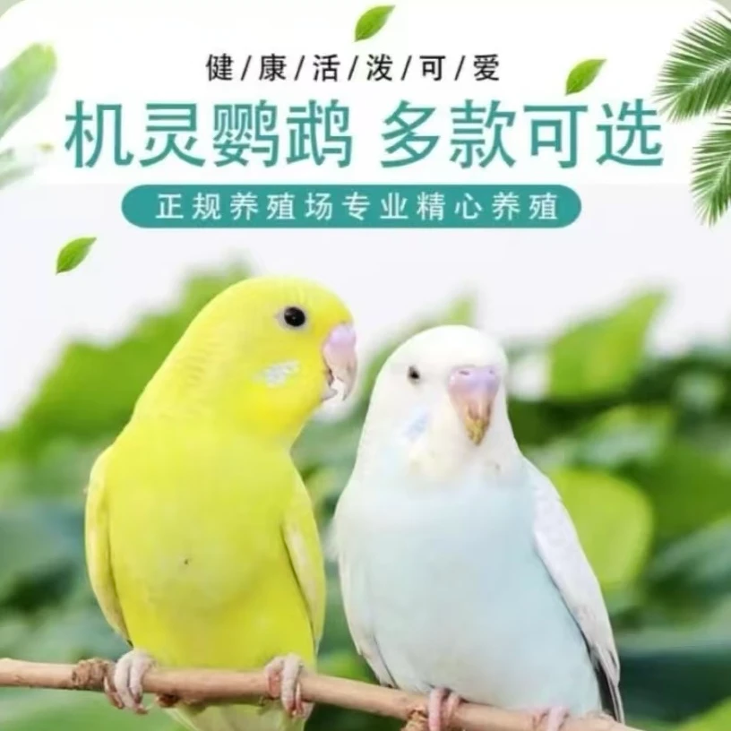 鹦鹉活鸟虎皮鹦鹉鸟类小鸟会学说话的鸟手养宠物小型鹦鹉
