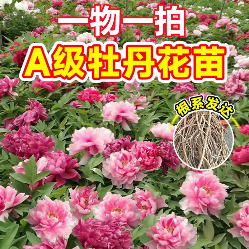观赏盆栽牡丹【一物一拍】高端名贵品种洛阳种植基地直发耐寒重瓣