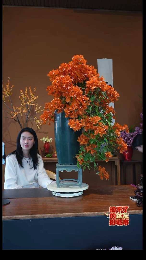 全部花朵三角梅盆景盆景