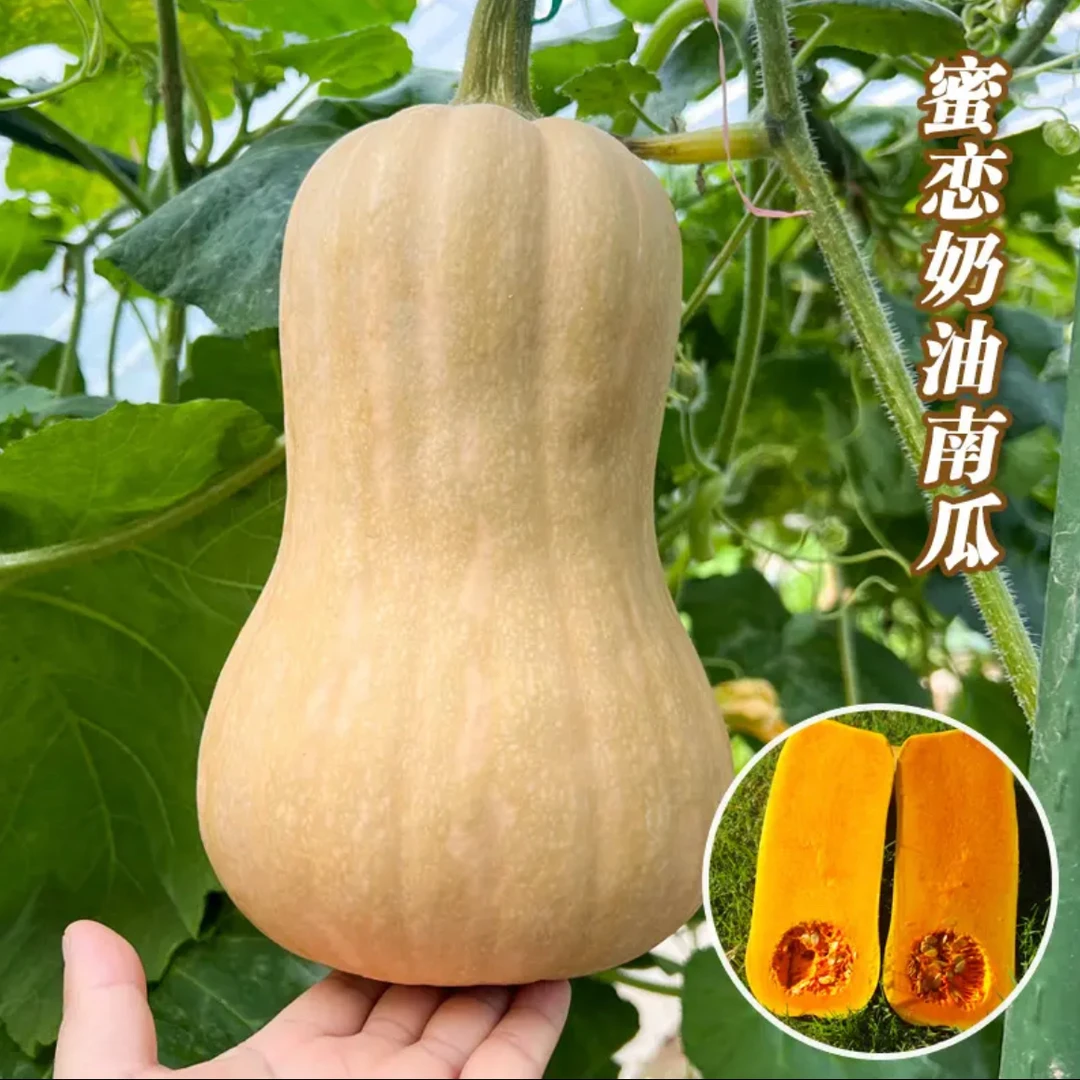 奶油南瓜种子家庭阳台小院盆栽地栽四季种植