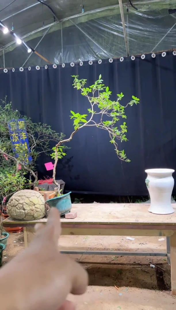 当前无花朵，栽培后可花朵陈*春海岛栀子花