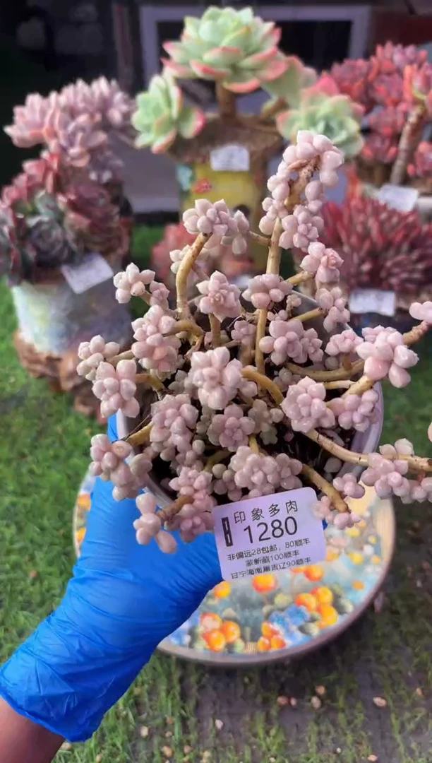昆明印象多肉1280