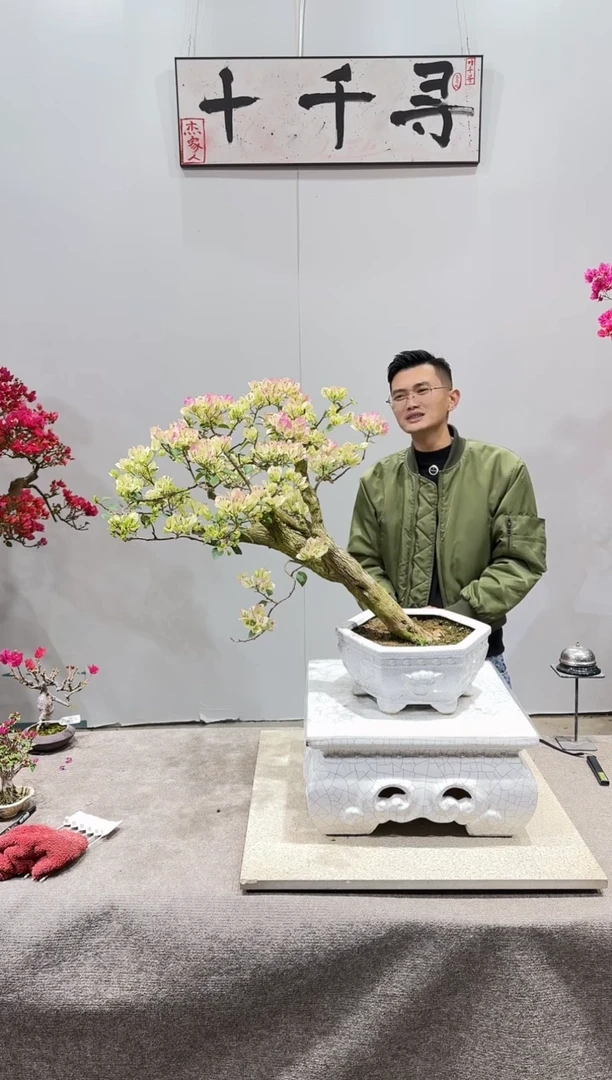 大部分花苞少量开放绿樱三角梅