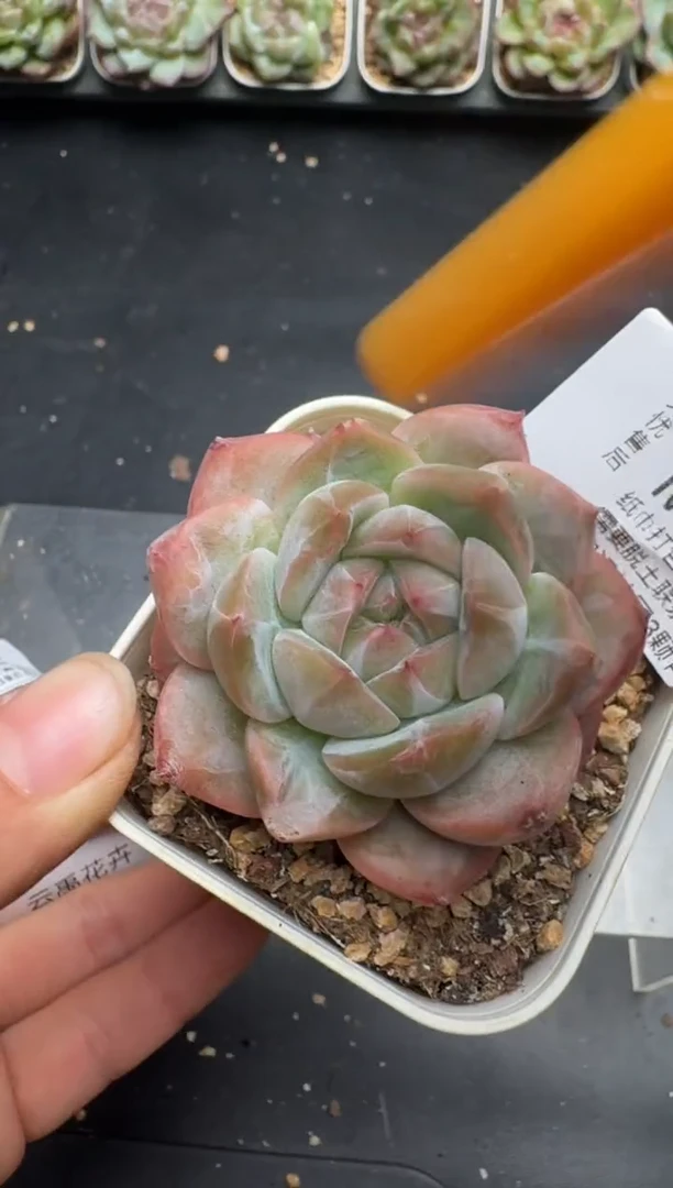 559M当天拍3颗包柚 带盆土纸巾打包 云禹花卉 珍妮多肉植物