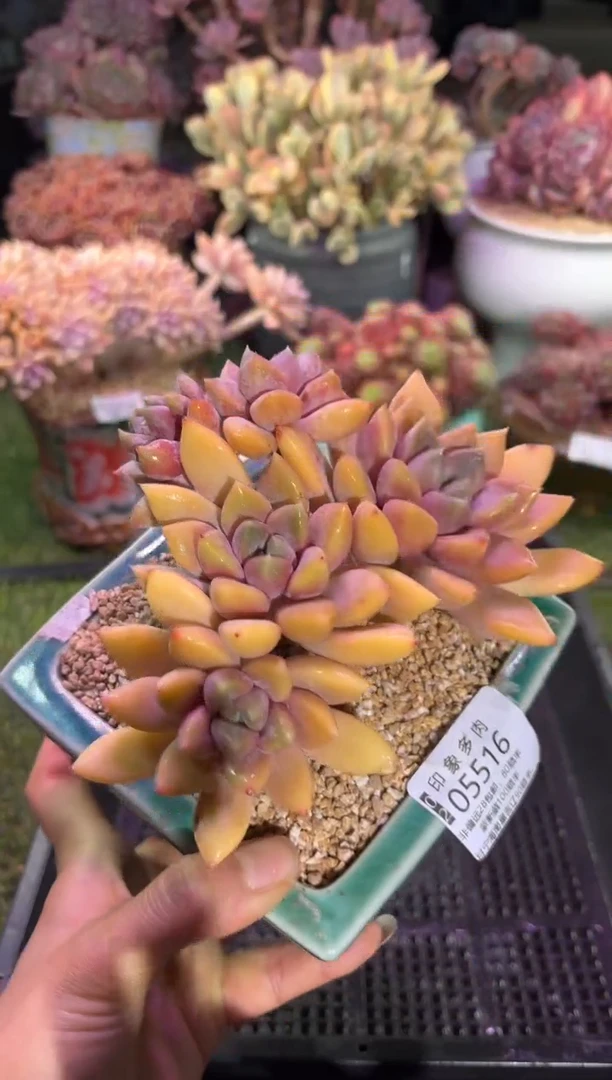 【闪购商品】05516