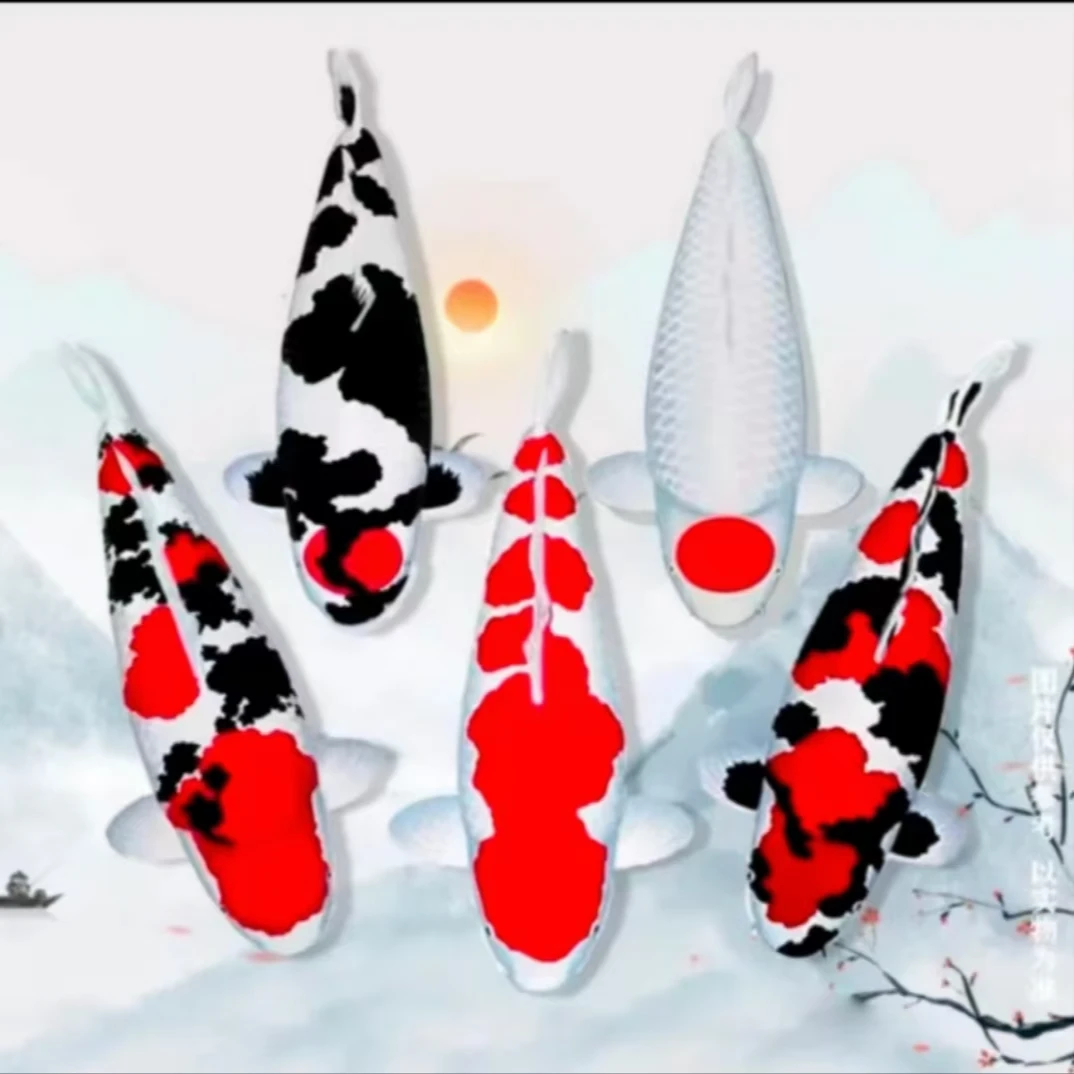 血统锦鲤 补差价专用