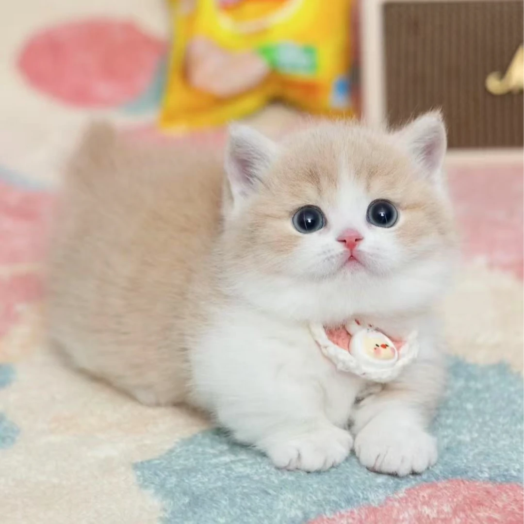 全品类小猫咪(拍下找客服占名额)