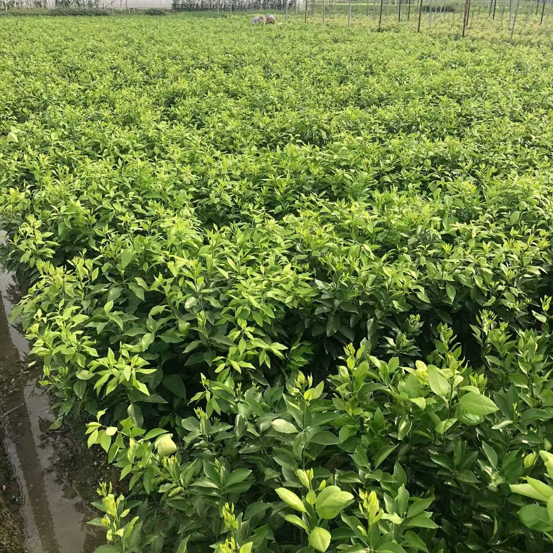 各种苗  一物一拍