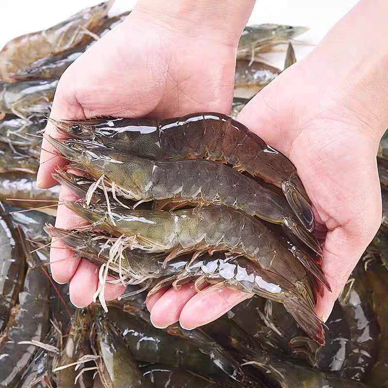 鲜活海白虾500g/份