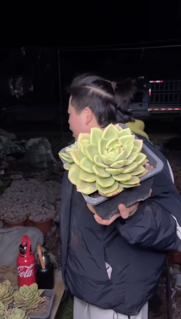 【闪购商品】137-露养区单头起翠花9.99