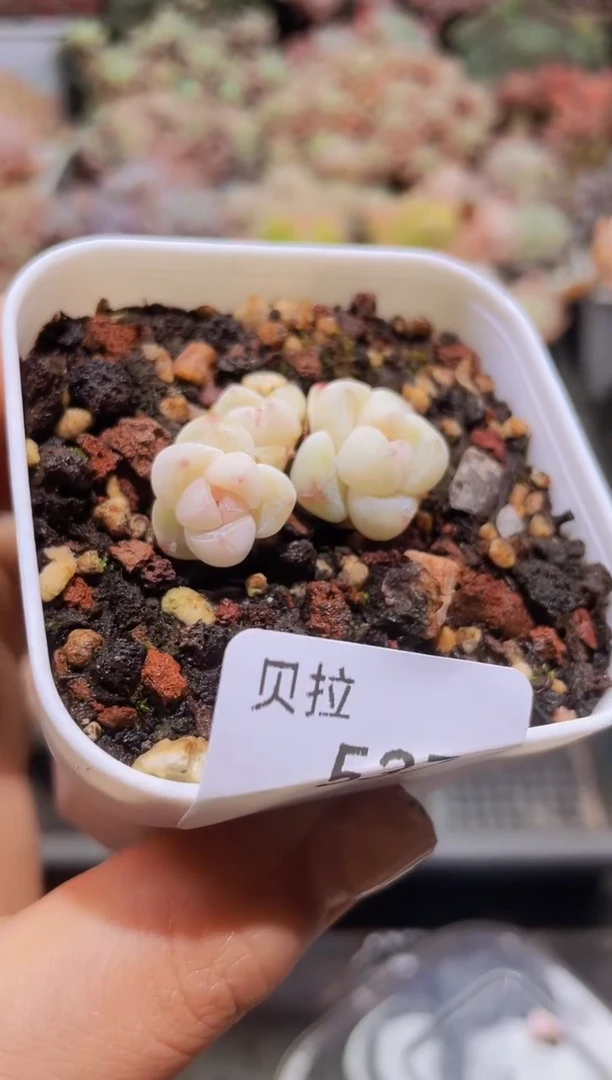 【闪购商品】537白体冰玉