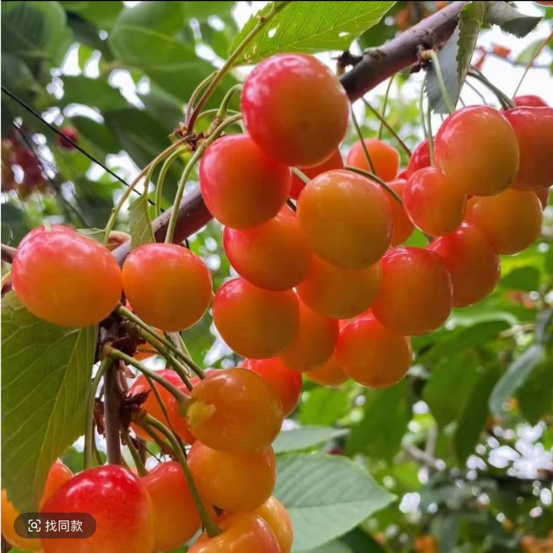 《次日达》红绣球纯甜无酸大连大樱桃顺丰空运包邮J2-4斤红绣球