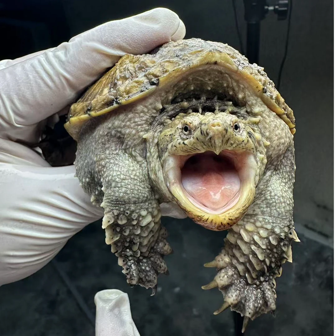 （人工养殖）直播挑选原种佛纯佛暴刺纯佛苗佛龟宠物纯佛观赏龟