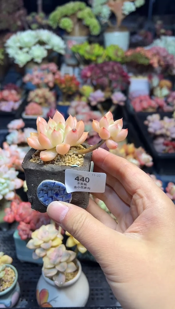 涵**媛440         不带盆