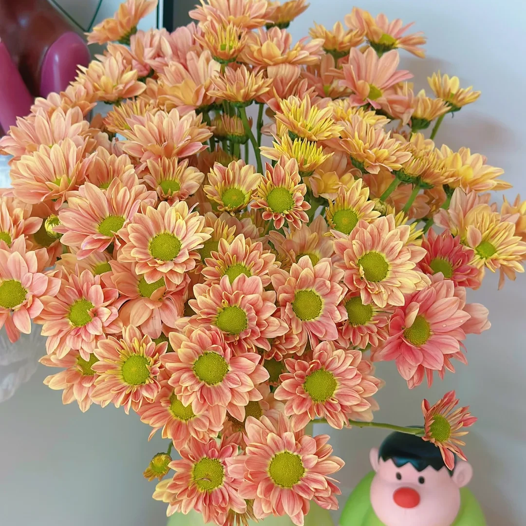 【三文鱼小雏菊10支】花期久云南鲜花全店任意两件包邮送货上门