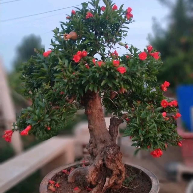 突尼斯，大红袍老桩