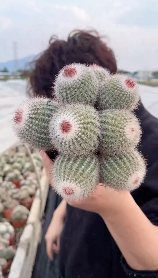 【闪购商品】红芙蓉群生