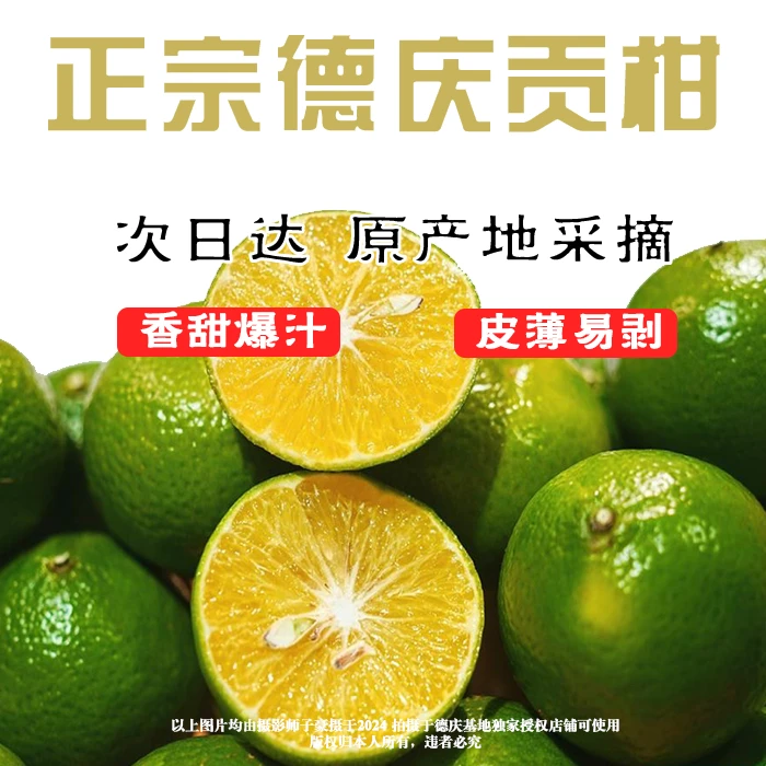 T【次日达】广东德庆正宗皇帝柑贡柑新鲜现摘皮薄肉厚多汁当季水果广东省
