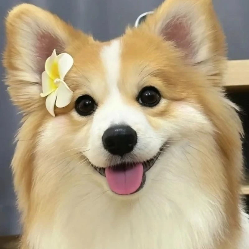 昆明千宠联萌比熊小型博美西高地狗狗小狗活体