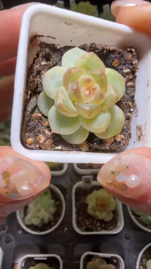 1458  T3000多肉植物