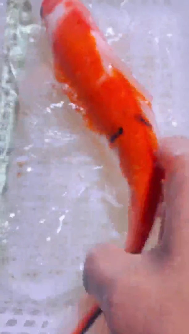 锦鲤锦鲤一物一拍包邮45