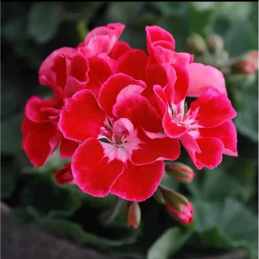 【红宝石】直立精品多分支天竺葵带花苞原盆原土发货四季开爆花机器