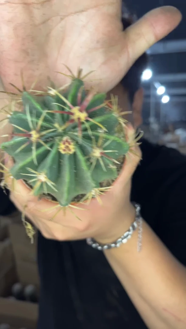 3颗 实生根 宽刺日出 6-8cm