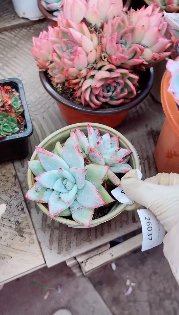 26036多肉植物一物一拍