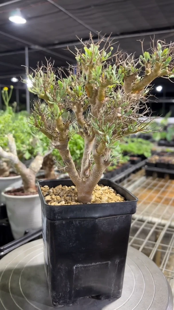 黑鬼殿厚敦菊FC-9086
