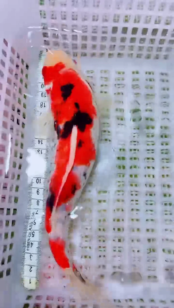 锦鲤血统锦鲤全场包邮38