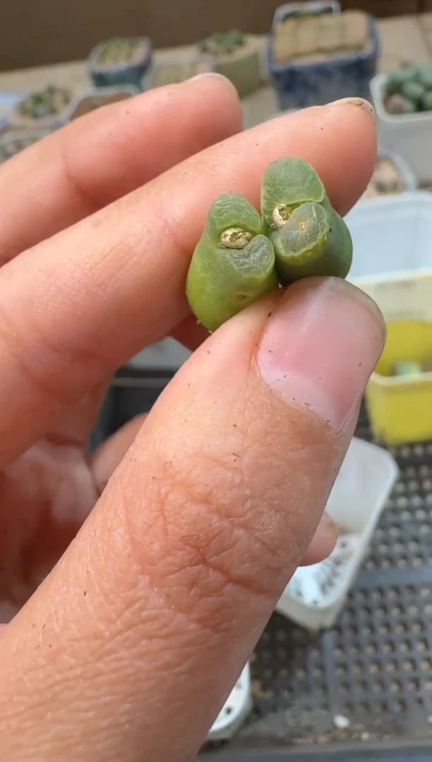 多肉植物肉锥23-18超级奶瓶