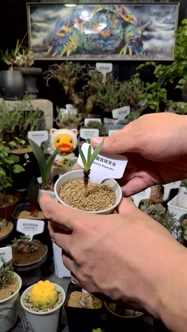 号1206甄选虚空藏