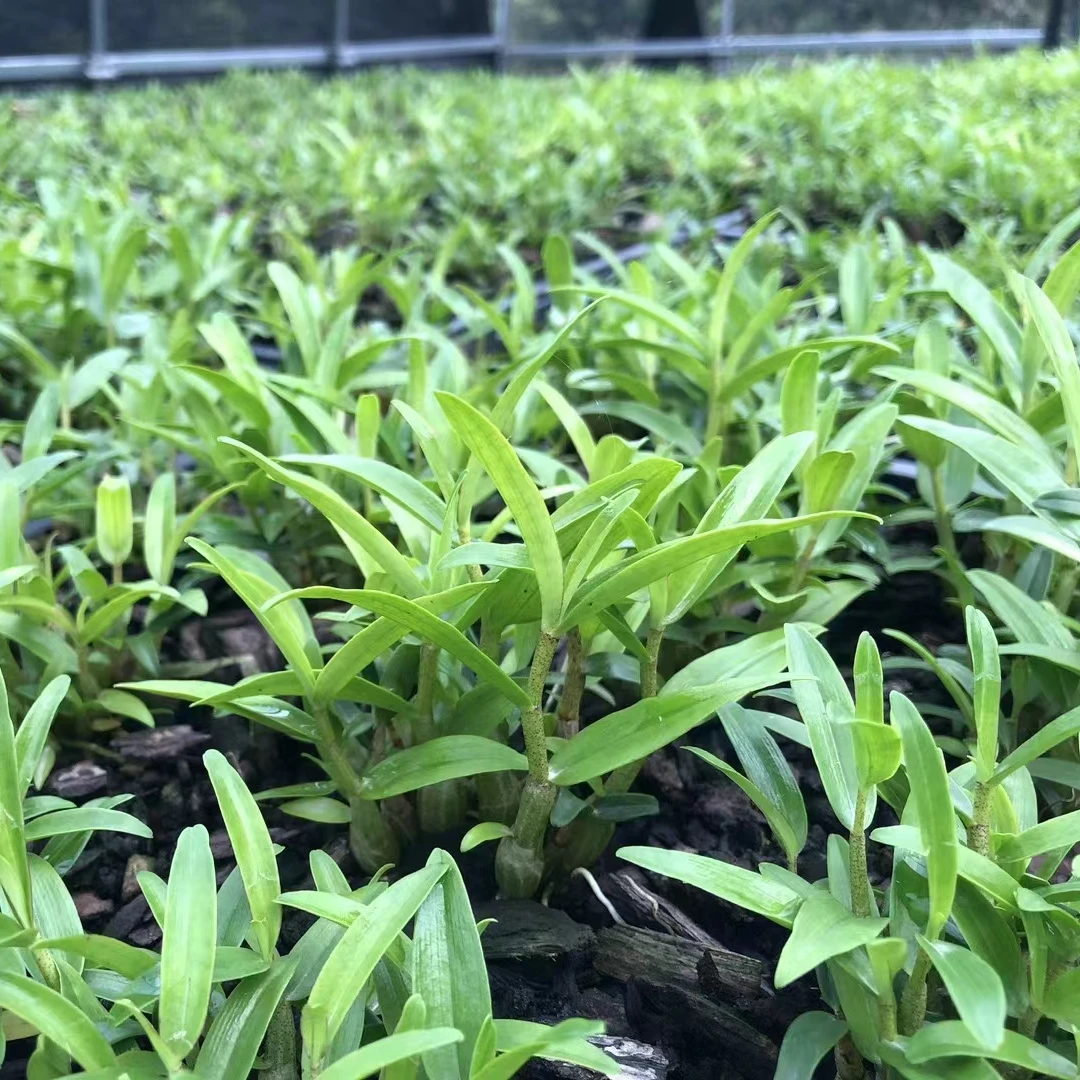 人工驯化正宗米斛种苗