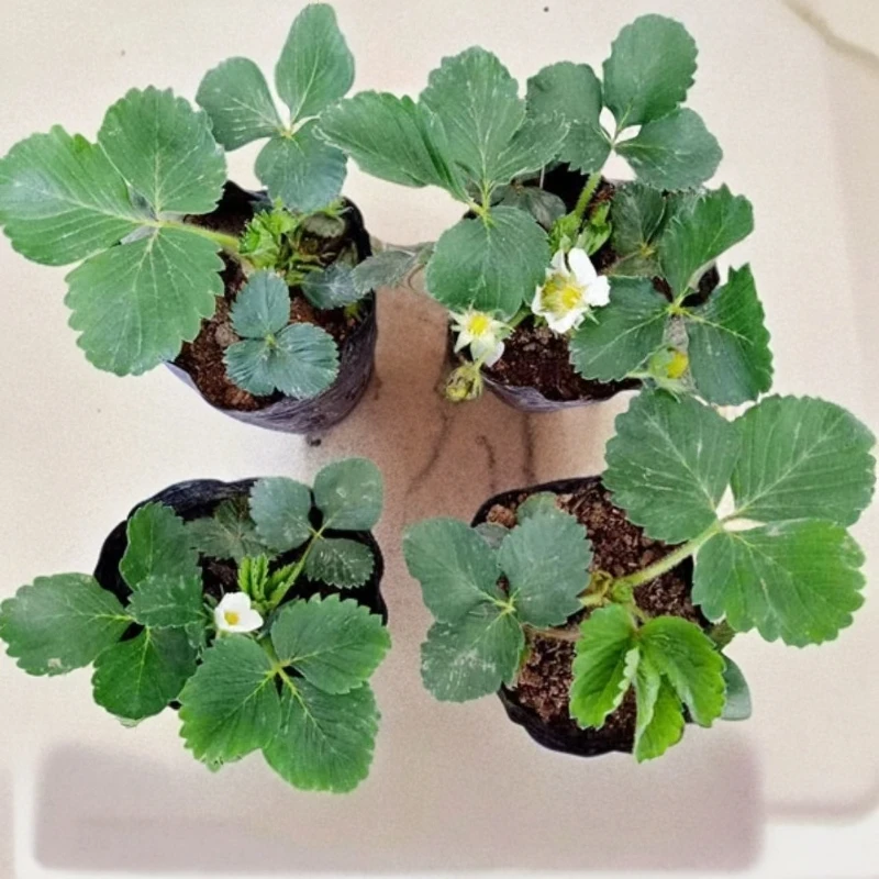20天结果奶油草莓盆栽四季阳台南方北方当年开花结果原盆草莓苗子