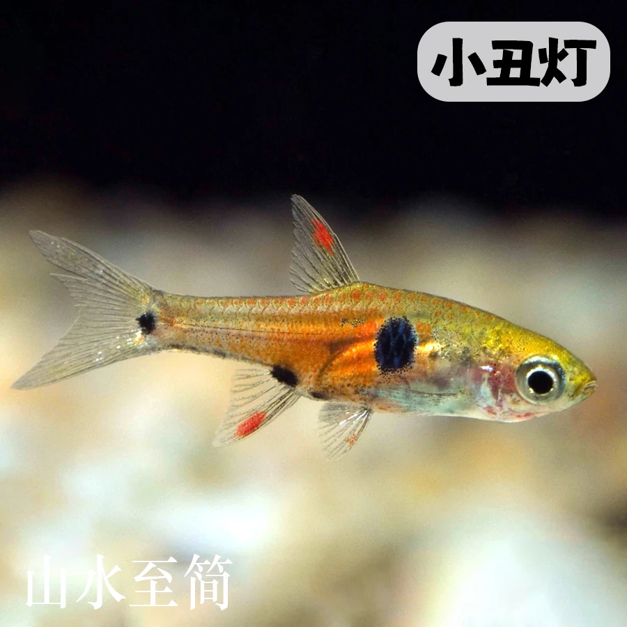 红蚂蚁小丑灯迷你小型灯科鱼淡水热带鱼群游