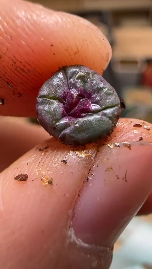 【闪购商品】7-68```SSW