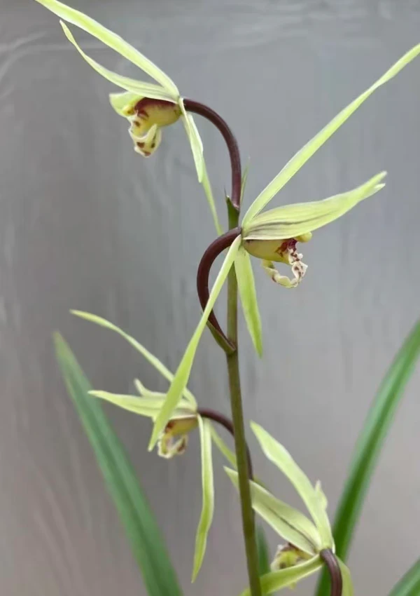 优兰精选——寒兰 青山 带花苞 花期11月-次年一月 新手好养