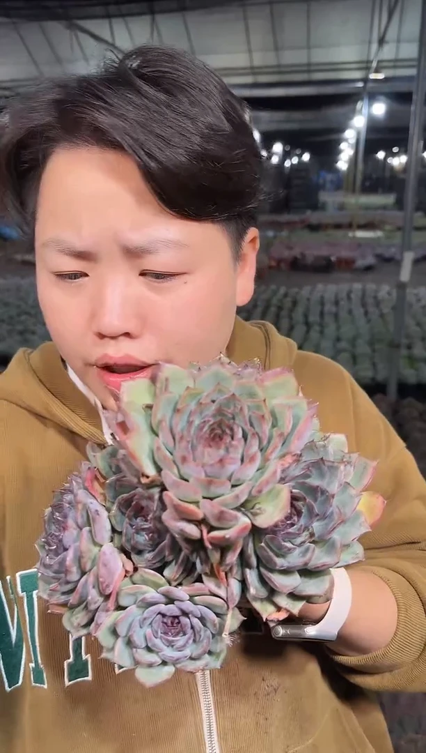 多头大群蓝色妖姬9.99