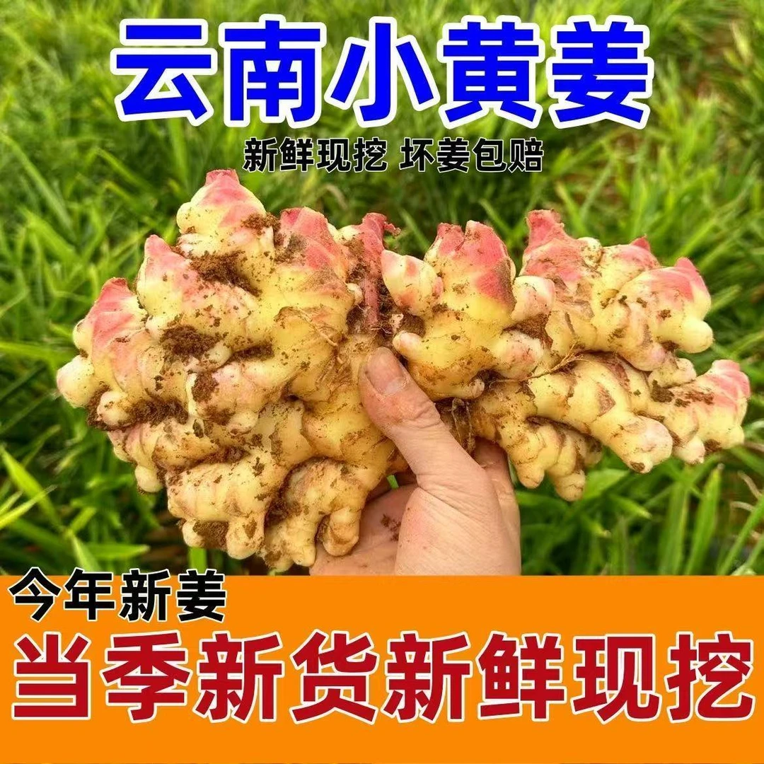 正宗云南小黄姜新鲜现挖嫩姜 食用农产品产地直发