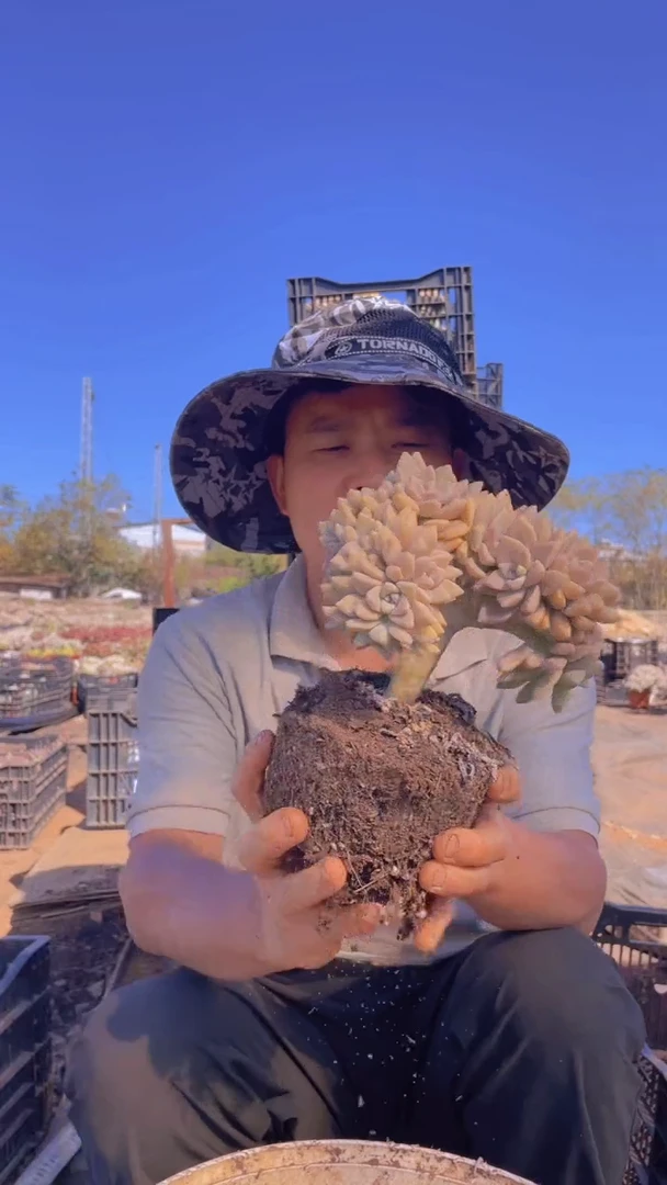 124淡雪缀化一物一拍