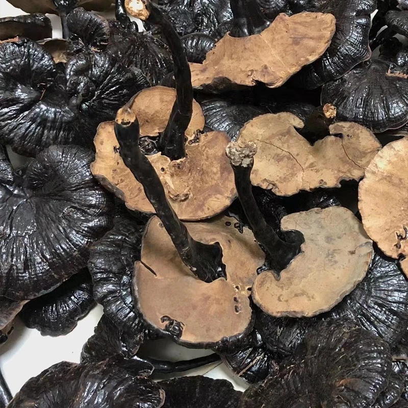 精选云南深山【黑灵芝】泡水煲汤喝