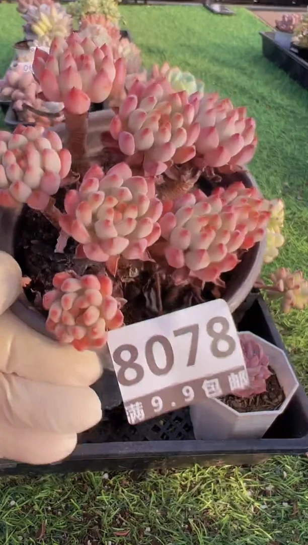 【闪购商品】信福多肉一物一拍