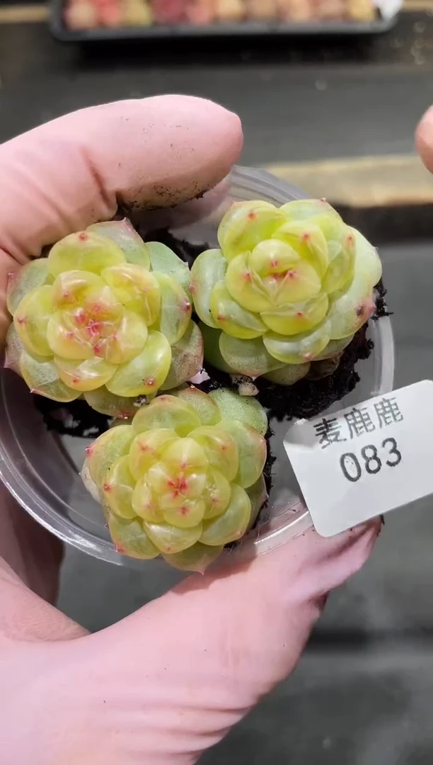 083觅青      量拍