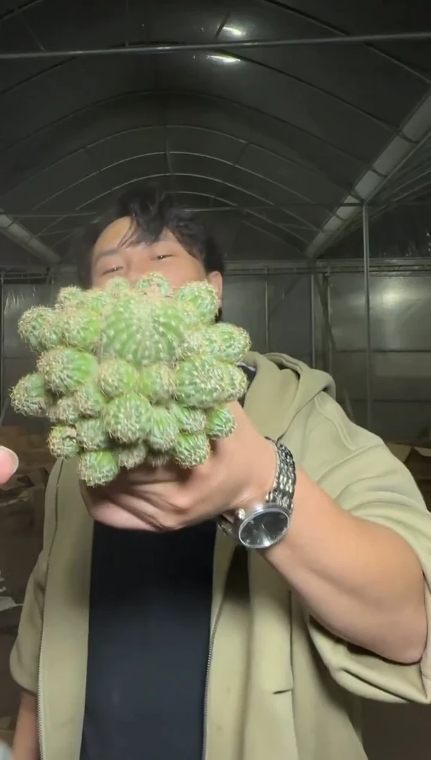 6-8cm 丽花 群生【带根】