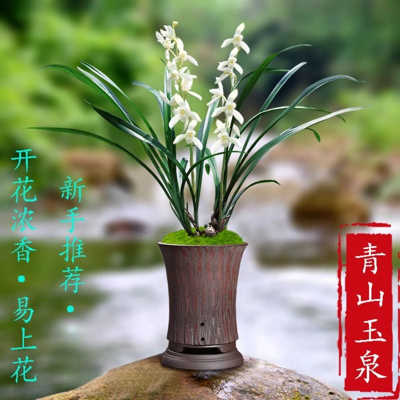 四季兰建兰素心白花【青山玉泉】浓香型兰花好养殖易成活绿植带花苞