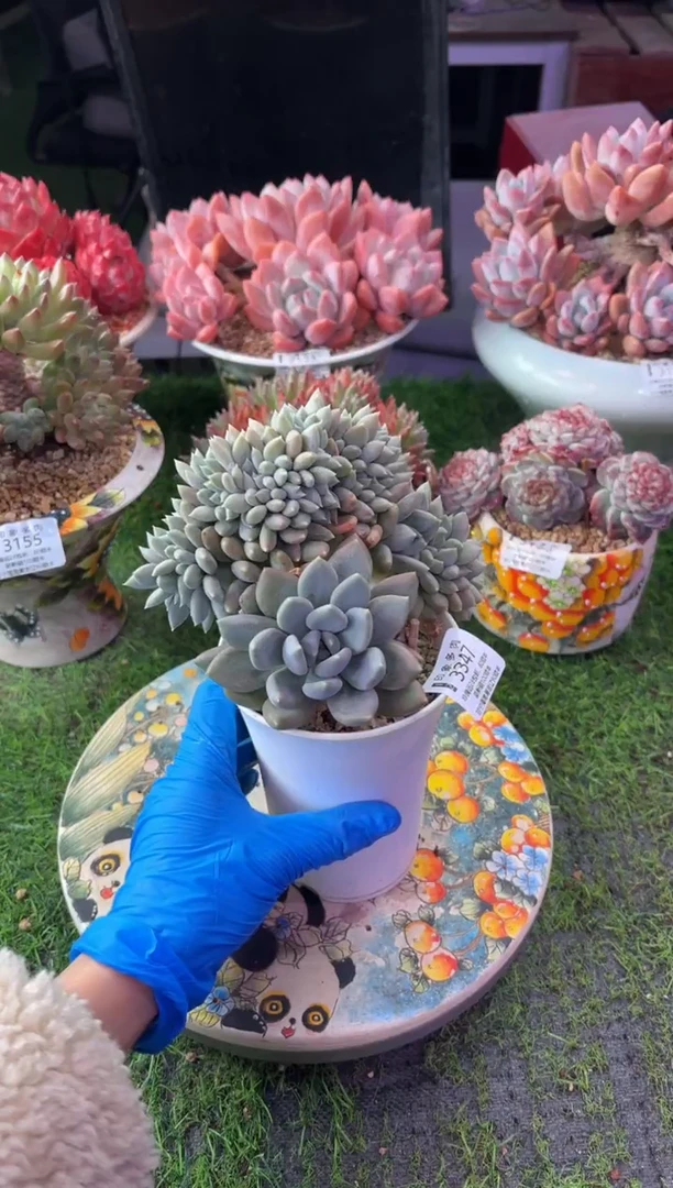 昆明印象多肉3347
