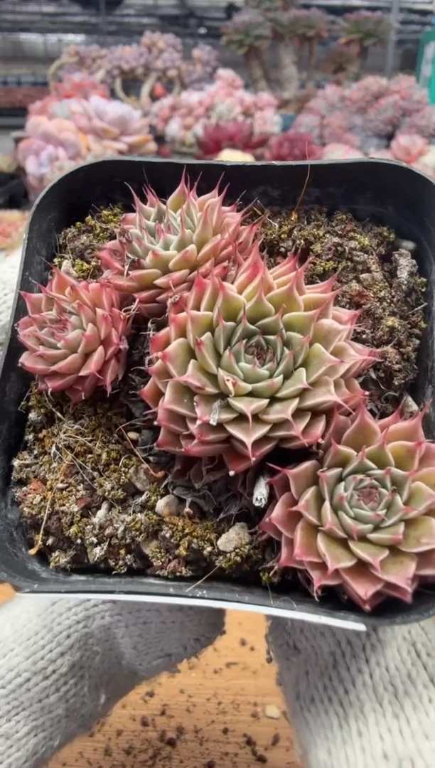 东云多肉园三店-98